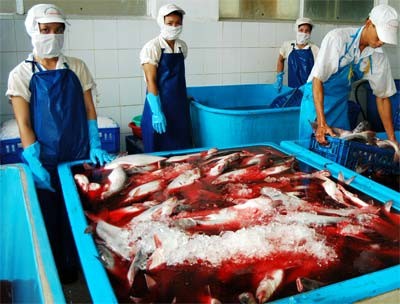 Workers process tra fish for export at Can Tho Seafood Processing Company in the Mekong Delta (Photo: SGGP)
