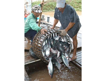 Farmers raise tra fish for export in southern An Giang Province (Photo: SGGP)