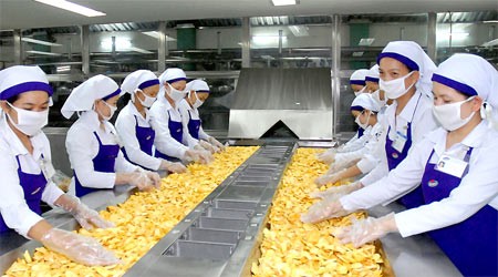 Workers at Vinamit Company make dried jackfruit for export (Photo: SGGP)