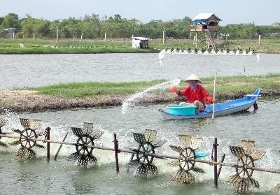 A black tiger shrimp breeding pool in the Mekong Delta’s Vinh Long Province (Photo: Vinh Long TV)