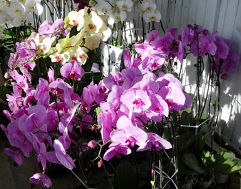 The ornamental tree festival showcases more than 5,000 exhibits of various varieties of ornamental trees and plants including bonsais, orchids and cacti. (Photo: KK)