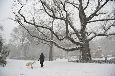A person walks a dog in Central Park as snow falls in New York