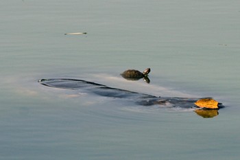 The Hoan Kiem turtle carries a red-eared turtle on its back on December 19 (Photo: VnExpress)