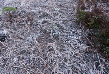 Frost covers Y Ty Commune, Bat Xat District, Lao Cai Province on December 28. It is the first time the frost occurs in Vietnam this winter
