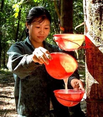 A worker collects rubber sap. (Filed photo)