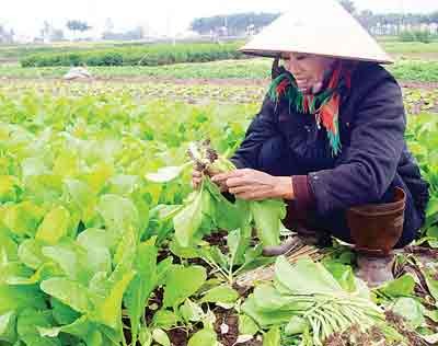 Verdant veggies farms in an outskirt district in Hanoi. However, many containers of pesticides found discarded in fields, canals, ditches and ponds in the vicinities of farms.( Photo: SGGP)