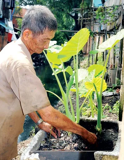 Khóm rau, giàn mùng tơi ông Bảy Tân trồng ngay đoạn chân cầu Mé, hàng ngày ông vẫn ra vớt rác.