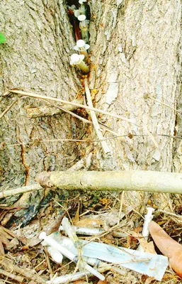 Cuộc sống xáo trộn vì tệ nạn