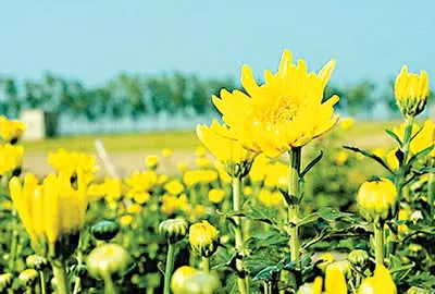 Cúc vàng ngày nọ