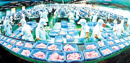 Với lợi thế của dòng Mekong, ĐBSCL là vùng nuôi cá tra, cá ba sa nhiều nhất thế giới. Trong ảnh: Chế biến cá tra xuất khẩu tại An Giang. Ảnh: T. KIÊN