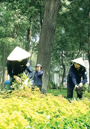 Nhân viên Công ty Công viên Cây xanh TP chăm sóc cây cảnh làm cho những khoảng xanh trong TP đẹp hơn.