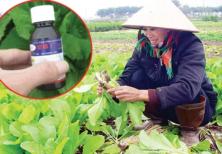 Dùng thuốc kích thích rau quả