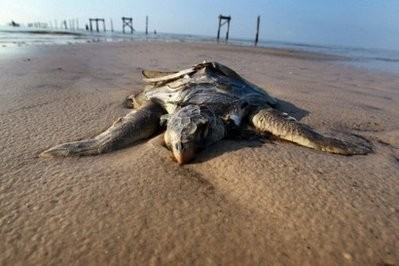 A dead sea turtle lies on a beach in Waveland, Mississippi at the height of the US Gulf oil spill