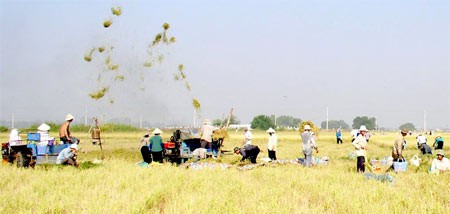 Farmers in the Mekong Delta province of Dong Thap harvest rice (Photo: SGGP)