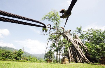 Thanh Ha Joint Stock Company has taken over the responsibility of restoring the Tan Trao banyan tree. (Photo:giadinh.net)
