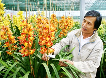 A farmer taking care of his terrestrial orchid farm in Dalat City (Photo: SGGP)