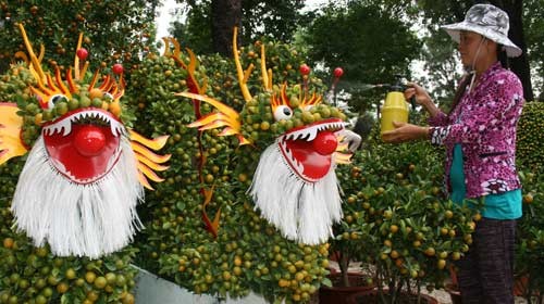 Watering her ornamental kumquat tree at the flower market in Gia Dinh Park in Go Vap District (Photo: TT)