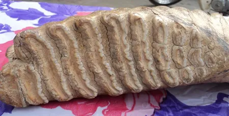 Hà Tĩnh: Phát hiện xương động vật hoá thạch lạ