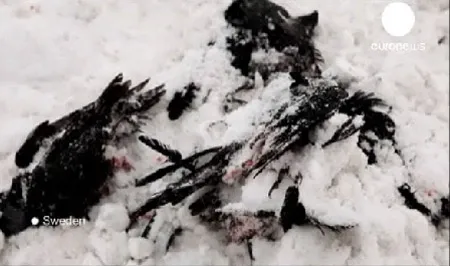 Chim chết tại thành phố Falkoeping, Thụy Điển. Ảnh: euronews