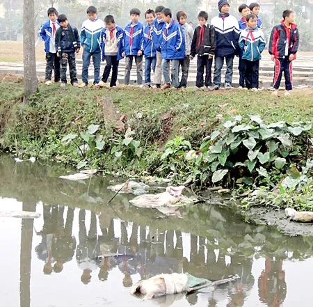 Hà Nội - Dịch heo chết ở Mê Linh