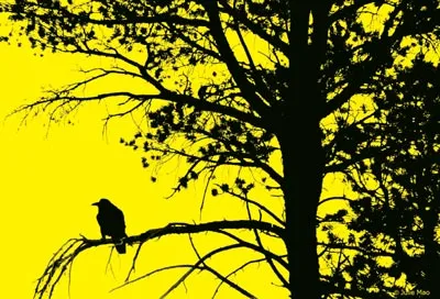 Ký ức một thời ở rừng