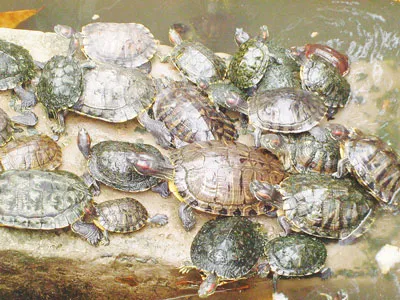 Rùa phóng sinh... sát sinh