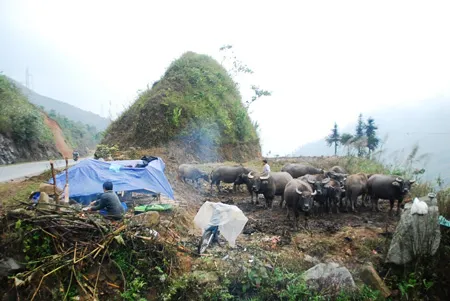 Hà Nội chỉ còn 8°C, Mẫu Sơn lại trắng băng tuyết