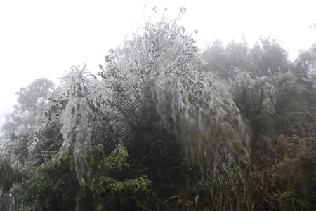 Băng tuyết phủ trắng đèo Ô Quý Hồ (SaPa-Lào Cai)