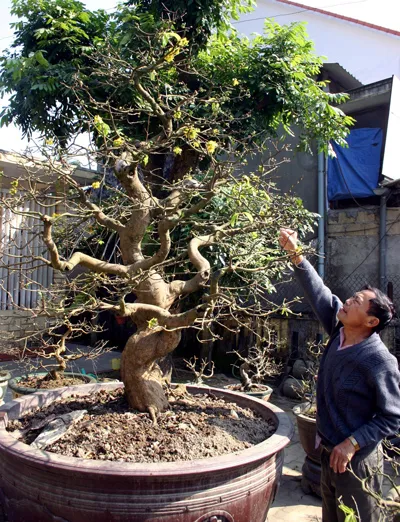 Thừa Thiên-Huế: Trời giá rét, mai nở muộn