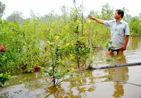 TP Hồ Chí Minh: Bờ bao Ông Đụng lại bị vỡ