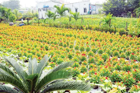 Những vườn hoa như thế này ở Gò Vấp còn rất ít vì làng hoa đang bị đô thị hóa (ảnh chụp vườn hoa của một gia đình ở phường 11, Gò Vấp)