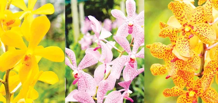 Lan Mokara đang được một số hộ dân ở làng hoa mai Hiệp Bình Chánh trồng phục vụ thị trường hoa tết