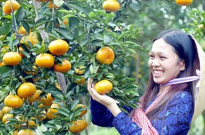 Quýt hồng Lai Vung vào vụ tết, đặc sản từ miền quê này của Nam bộ góp mặt làm phong phú thị trường hoa quả trong cả nước.