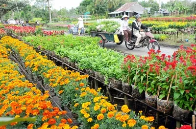 Làng hoa ở Tân Quy Đông, Cao Lãnh nhộn nhịp cung cấp hoa tết cho thị trường hoa trong tỉnh và nhiều nơi khác.