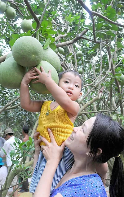 Phút giải lao buổi thu hoạch bưởi của người dân ở ấp Kinh Giữa 2, xã Kế Thành, huyện Kế Sách, tỉnh Sóc Trăng.