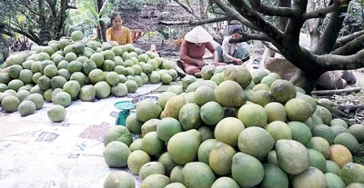 Bà con ở ấp Kinh Giữa 2 xã Kế Thành, huyện Kế Sách – tỉnh Sóc Trăng thu hoạch bưởi bán dịp tết.