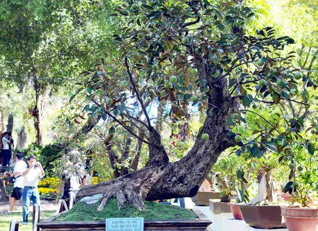 Vú sữa bonsai trĩu quả hơn 100 tuổi.