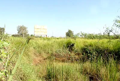 Một khu đất được quy hoạch phân lô khu nhà ở Phước Long B, quận 9 đã được như thế này nhiều năm qua