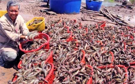 Farmer in Mekong Delta holding his shrimp catch (Photo: SGGP)