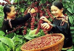 harvesting coffee in the Central Highlands