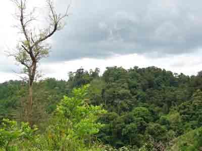 File photo of forest in the Central Highlands