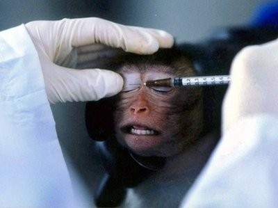A Chinese researcher injects a monkey with an experimental solution at a laboratory in the southern Chinese city of Guangzhou