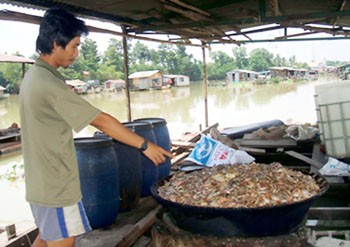 A farmer with his dead fish (Photo: SGGP)
