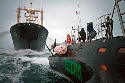 In this photo taken on Feb. 9, 2011 and released by Sea Shepherd Conservation Society, its activist aboard high-speed trimaran Gojira readies the slingshot towards Japanese whaling factory ship Nisshin Maru during their encounter in Southern Ocean, Antarctica