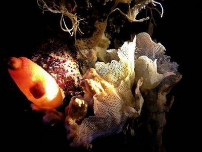 A sea squid (L) and white coral (R) are seen in the Mediterranean Sea