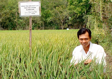A farmer in his cam rice field in Cai Lay District of Tien Giang Province (Photo: SGGP)