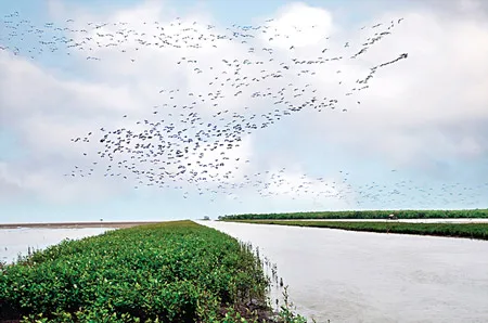 Bãi bồi, Vườn quốc gia Mũi Cà Mau là nơi quần tụ của nhiều loài động thực vật sinh sản và cung cấp cho ngư trường biển Cà Mau.