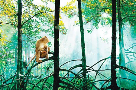 Khu sinh thái phân trường 184, thuộc Vườn quốc gia Mũi Cà Mau.