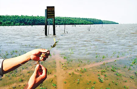 Khu bảo tồn biển và các loài cây diễn thể tự nhiên của Khu dự trữ sinh quyển Mũi Cà Mau.