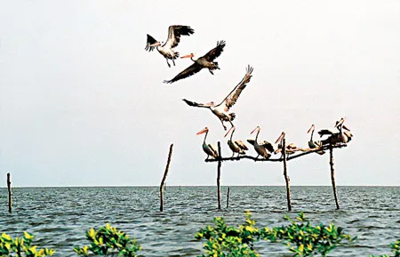 Nhiều loài chim quý hiếm quần tụ về khu bảo tồn biển Mũi Cà Mau.